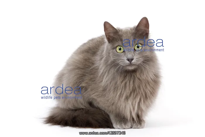  : Cat - European Blue - in studio