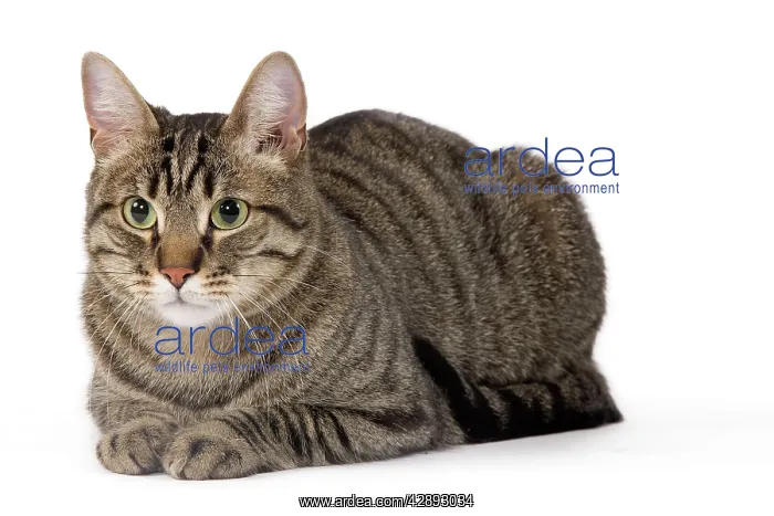  : Cat - European Brown Tabby - lying down