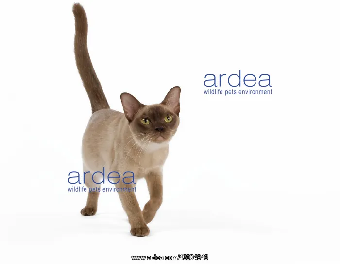  : Cat - European Burmese Chocolate