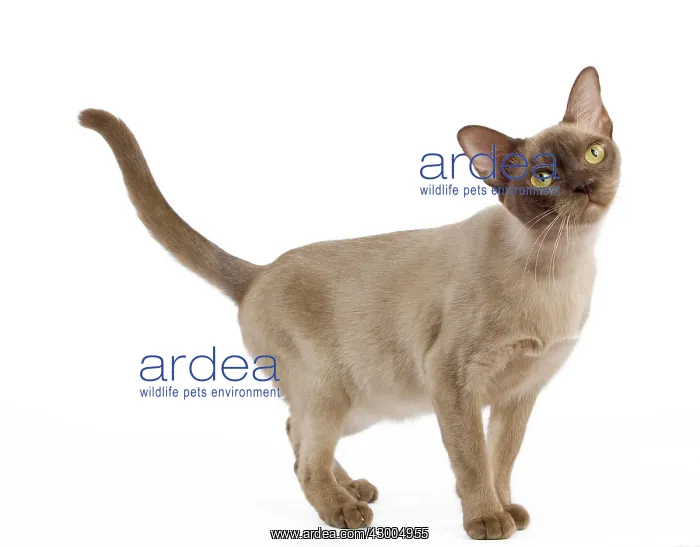 : Cat - European Burmese Chocolate