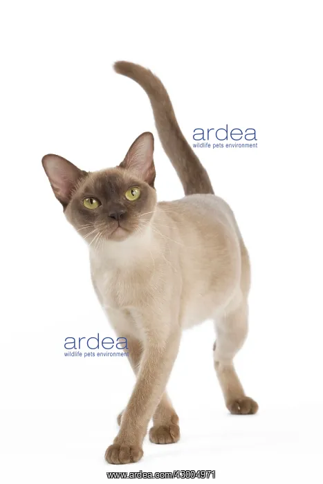  : Cat - European Burmese Chocolate