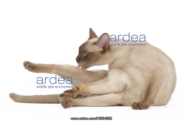 : Cat - European Burmese Chocolate : Cat - European Burmese Chocolate