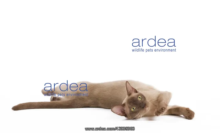 : Cat - European Burmese Chocolate : Cat - European Burmese Chocolate