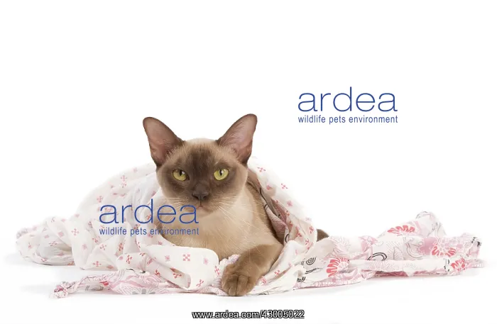 : Cat - European Burmese Chocolate : Cat - European Burmese Chocolate