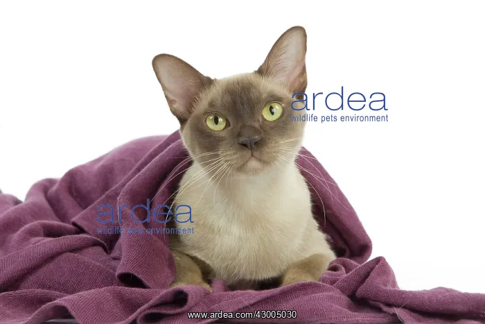 : Cat - European Burmese Chocolate : Cat - European Burmese Chocolate