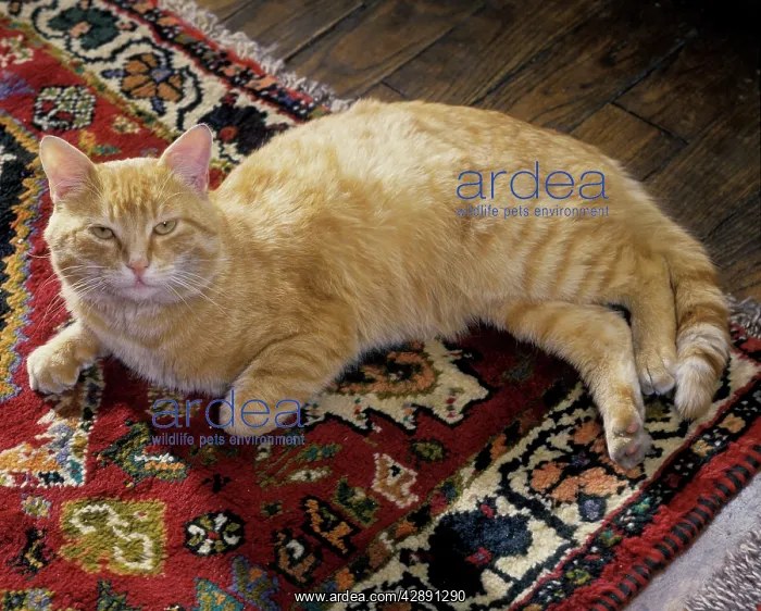 : Cat - European Ginger Cat : Cat - European Ginger Cat