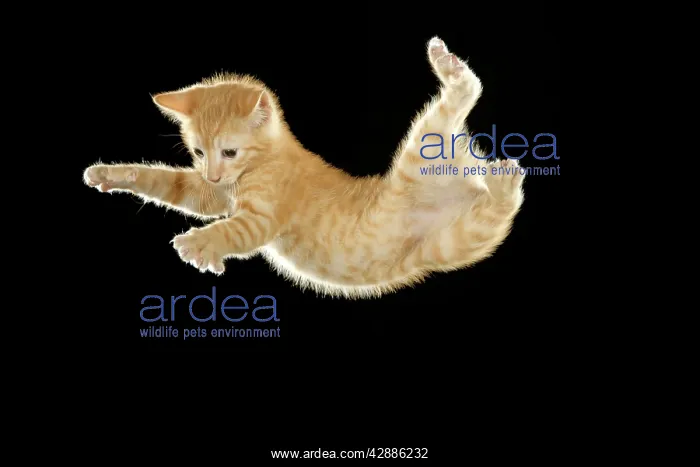 : Cat - European ginger tabby shorthair falling : Cat - European ginger tabby shorthair falling