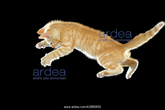 : Cat - European ginger tabby shorthair falling : Cat - European ginger tabby shorthair falling