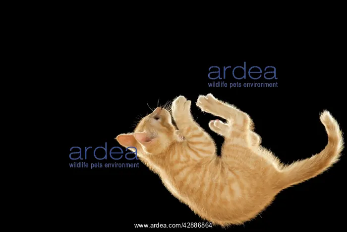 : Cat - European ginger tabby shorthair falling : Cat - European ginger tabby shorthair falling