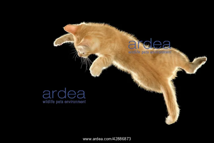 : Cat - European ginger tabby shorthair falling : Cat - European ginger tabby shorthair falling
