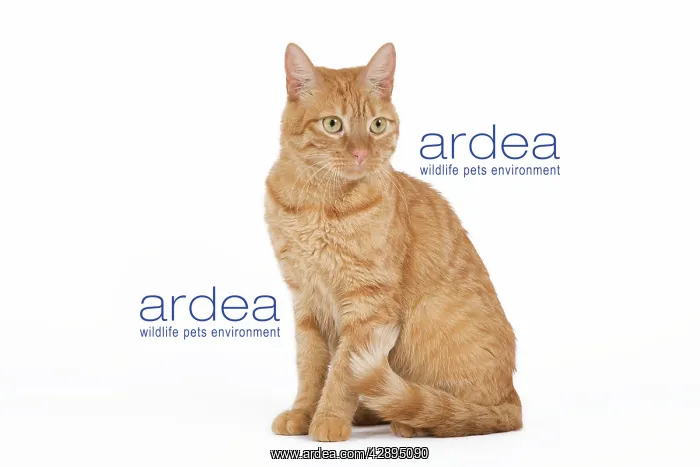  : Cat - European ginger tabby - in studio