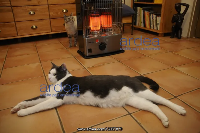 : Cat European lolling near a heater France : Cat European lolling near a heater France
