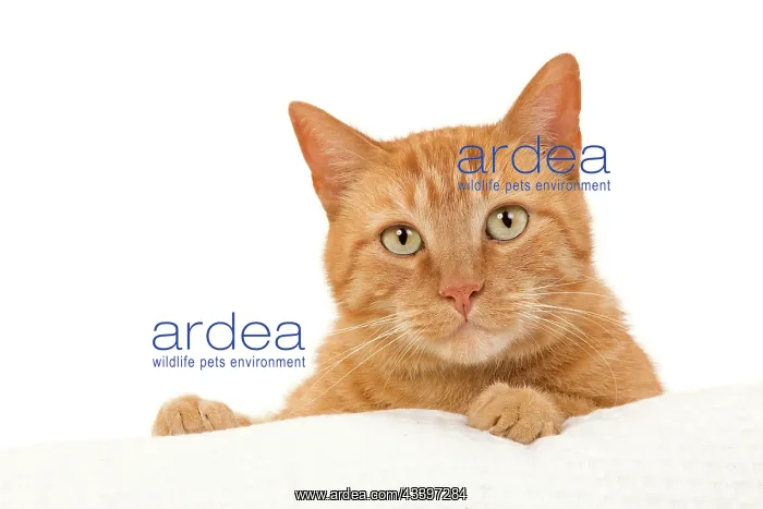 : Cat - European Red : Cat - European Red