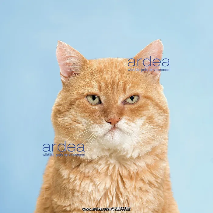 : Cat - European red tabby : Cat - European red tabby