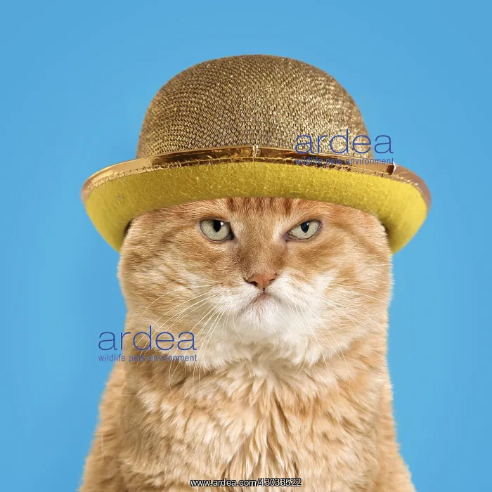 : Cat - European red tabby, grumpy, wearing gold bowler : Cat - European red tabby, grumpy, wearing gold bowler