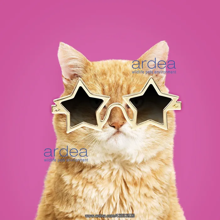 : Cat - European red tabby, grumpy, wearing gold star : Cat - European red tabby, grumpy, wearing gold star