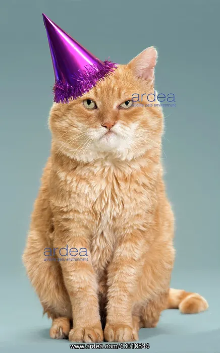 : Cat - European red tabby looking grumpy wearing : Cat - European red tabby looking grumpy wearing