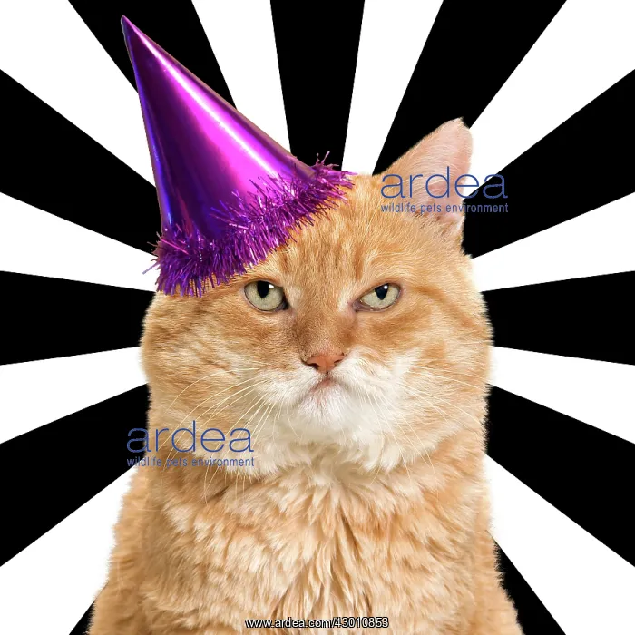 : Cat - European red tabby looking grumpy wearing : Cat - European red tabby looking grumpy wearing