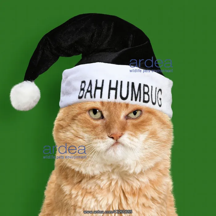 : Cat - European red tabby in studio : Cat - European red tabby in studio