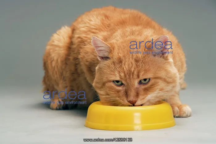 : Cat - European red tabby in studio - feeding from : Cat - European red tabby in studio - feeding from