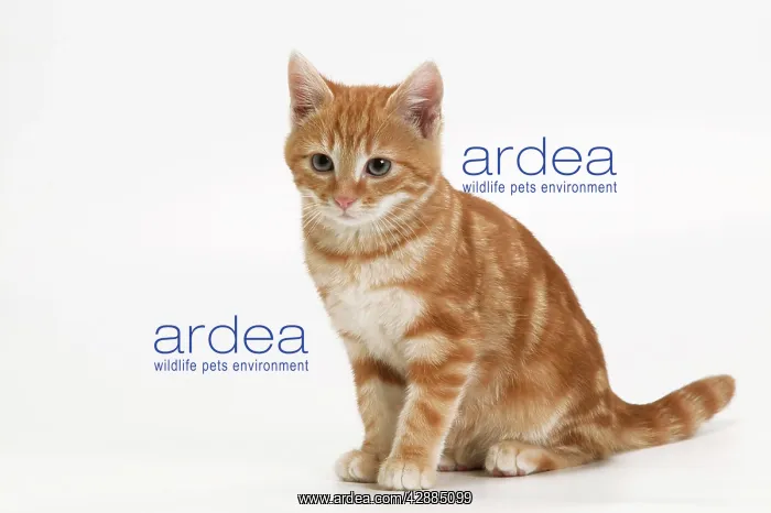 : Cat - European short-haired kitten