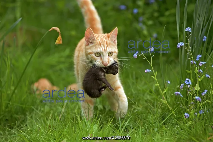  : Cat - European short-haired red tabby carrying kitten