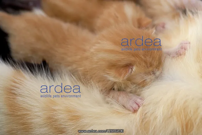  : Cat - European short-haired red tabby kitten suckling