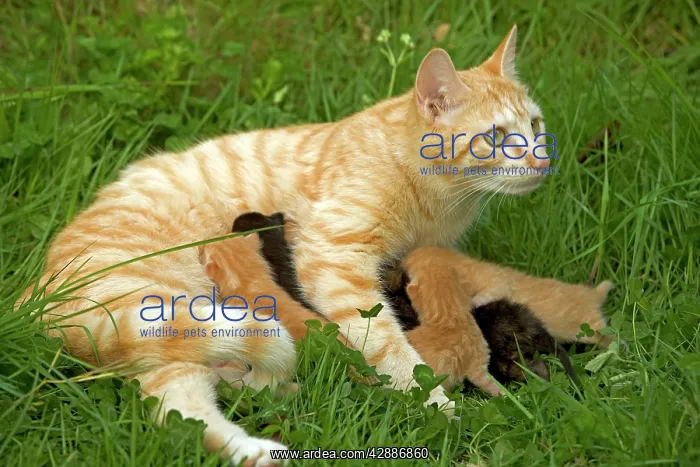 : Cat - European short-haired red tabby with kittens : Cat - European short-haired red tabby with kittens