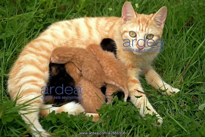 : Cat - European short-haired red tabby with kittens : Cat - European short-haired red tabby with kittens