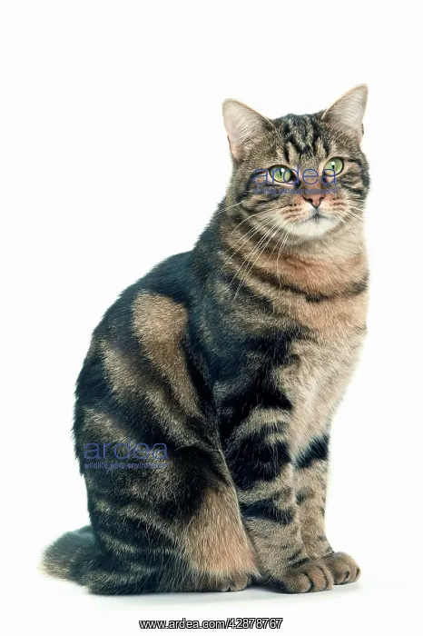  : Cat - European Shorthair Brown Tabby