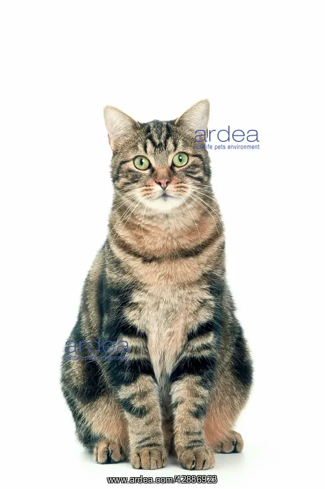  : Cat - European Shorthair brown tabby