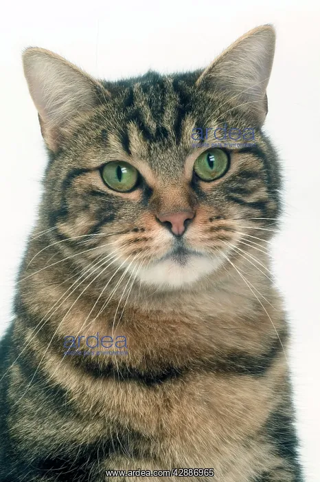  : Cat - European Shorthair Brown Tabby