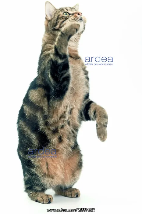  : Cat - European Shorthair Brown Tabby