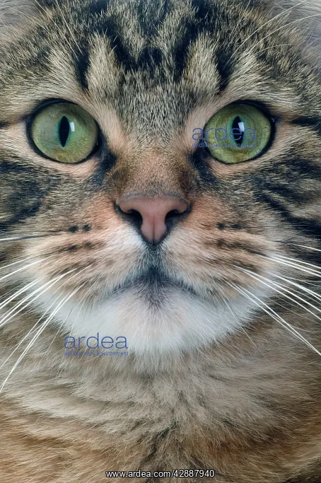  : Cat - European Shorthair Brown Tabby