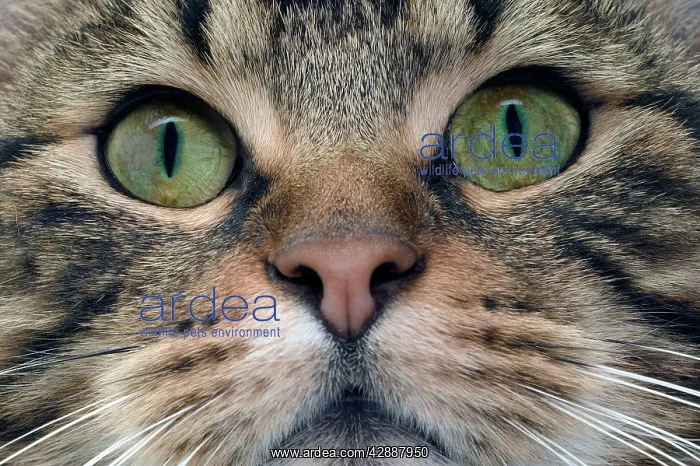  : Cat - European Shorthair Brown Tabby