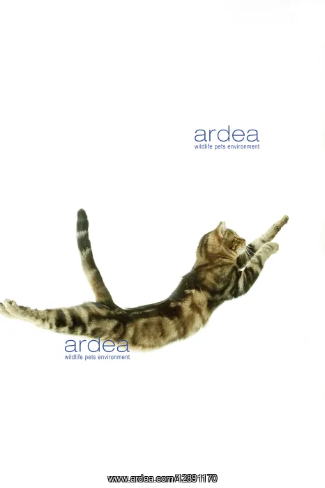 : Cat - European Shorthair Brown Tabby - jumping in mid-air : Cat - European Shorthair Brown Tabby - jumping in mid-air