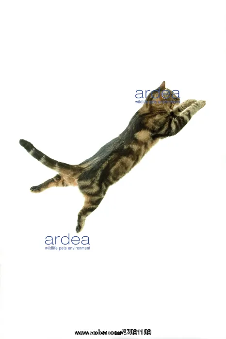 : Cat - European Shorthair Brown Tabby - jumping in mid-air : Cat - European Shorthair Brown Tabby - jumping in mid-air