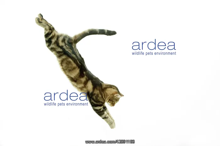 : Cat - European Shorthair Brown Tabby - jumping in mid-air : Cat - European Shorthair Brown Tabby - jumping in mid-air