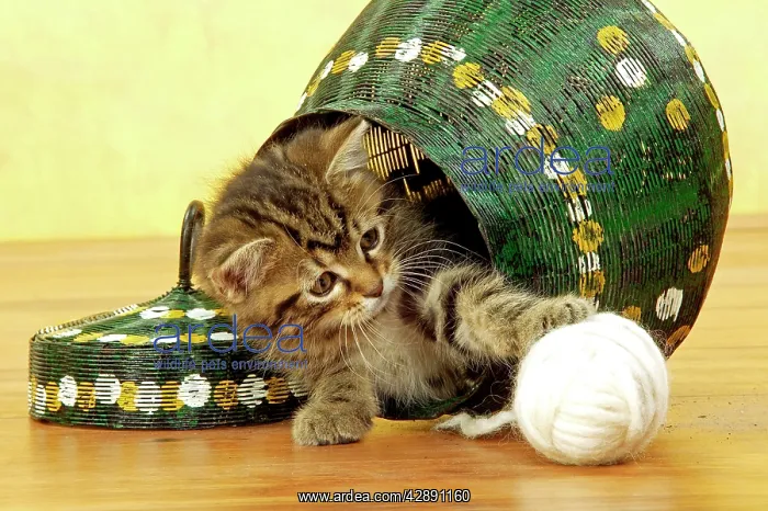 : Cat - European Shorthair Brown Tabby - Kitten playing : Cat - European Shorthair Brown Tabby - Kitten playing
