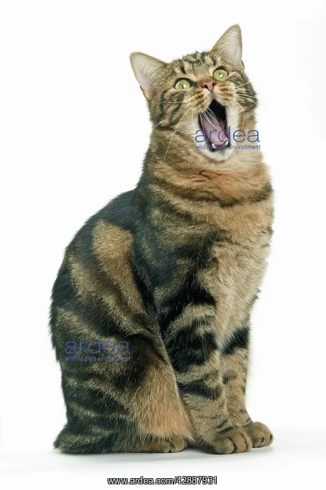  : Cat - European Shorthair Brown Tabby, yawning