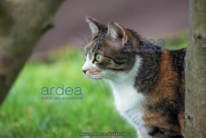 : Cat, European shorthair, felidae (Felis catus) : Cat, European shorthair, felidae (Felis catus)