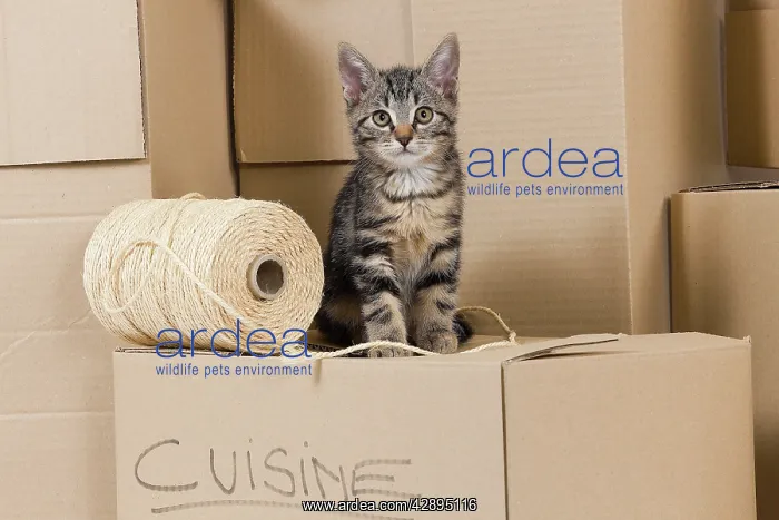 : Cat - European tabby kitten sitting on packing boxes : Cat - European tabby kitten sitting on packing boxes