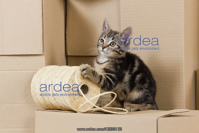 : Cat - European tabby kitten sitting on packing boxes : Cat - European tabby kitten sitting on packing boxes