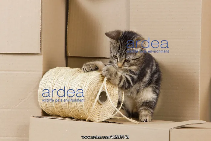 : Cat - European tabby kitten sitting on packing boxes : Cat - European tabby kitten sitting on packing boxes