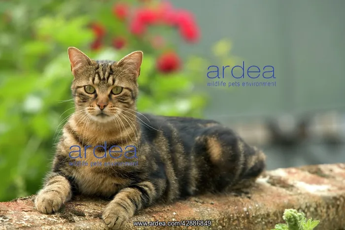  : Cat - European Tabby lying on wall, in garden