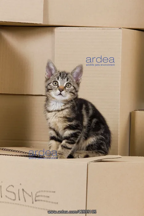  : Cat - European tabby sitting on packing boxes