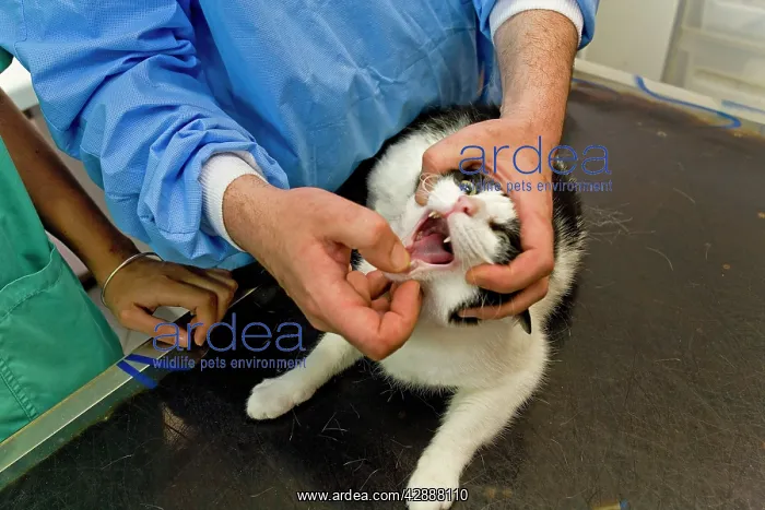 : Cat - being examined by vet : Cat - being examined by vet