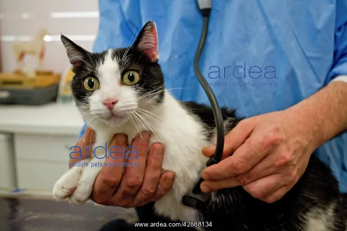 : Cat - being examined by vet : Cat - being examined by vet