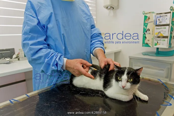  : Cat - being examined by vet