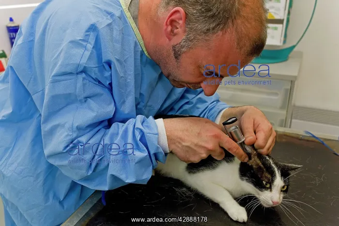 : Cat - being examined by vet : Cat - being examined by vet